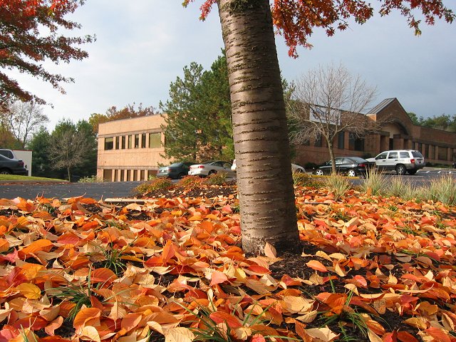 Fall morning, Chantilly, Virginia