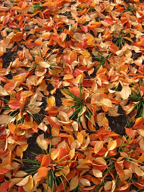 Fall leaves, Chantilly, Virginia