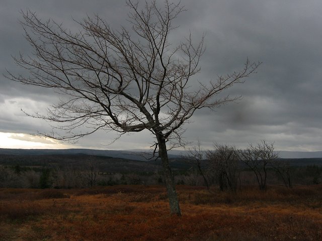 Dolly Dods, Monongahela National Forest, West Virginia