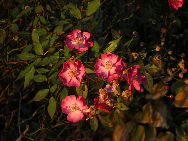Flowers at dusk, Washington, DC