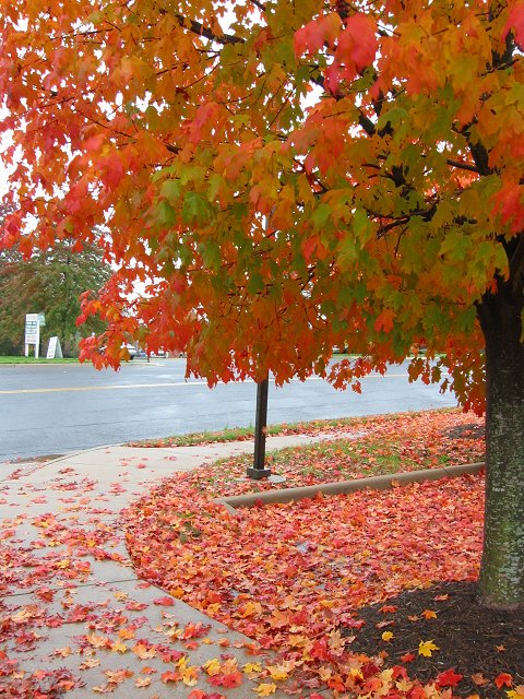 Brookfield Corporate Drive, Chantilly, Virginia