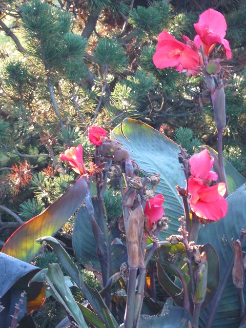Morning Flowers, Fairfax, Virginia