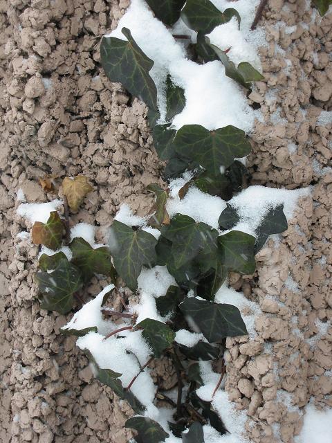 Ivy in barrier wall, Blizzard 2003, Fairfax, Virginia
