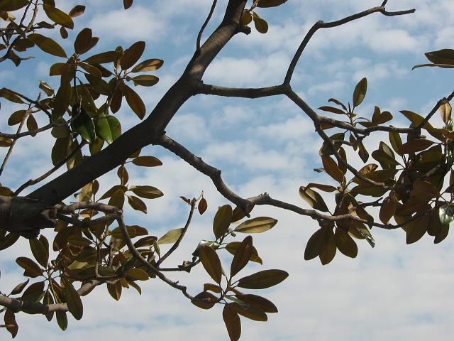 Tree against blue sky, Old Town Alexandria, Virginia