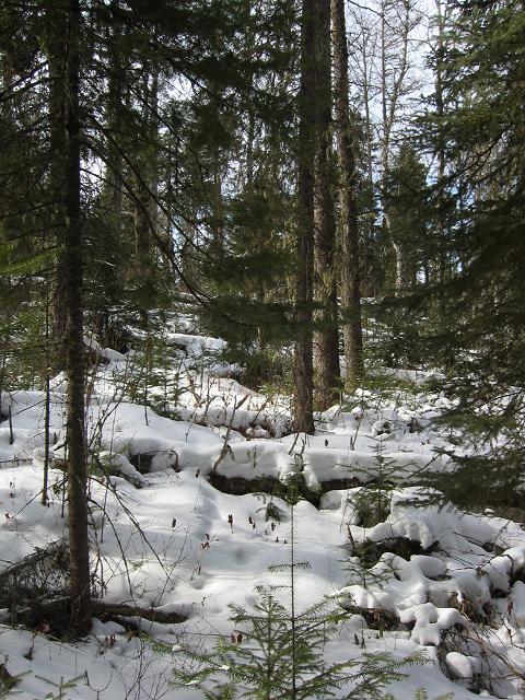 Winter Morning, Minnesota