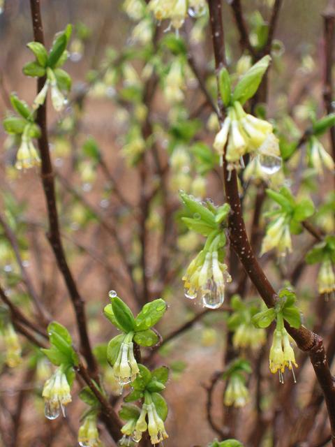 Rain on spring buds, Billy Goat Trail, Great Falls, Maryland