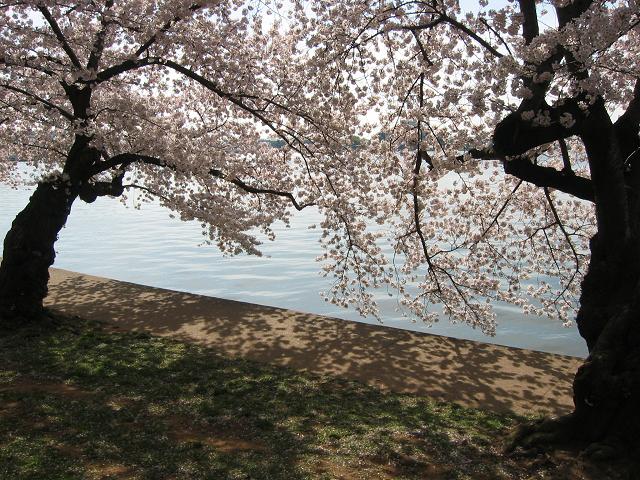 Cherry Blossoms around Tidal Basin, Washington DC