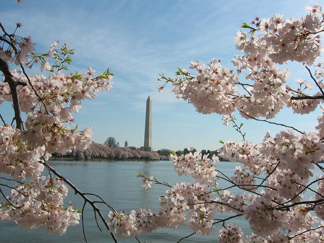 Washington Monument through Cherry Blossoms, April, Washington DC