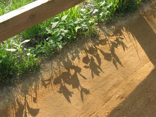 Shadows along the tow path, Great Falls, Maryland