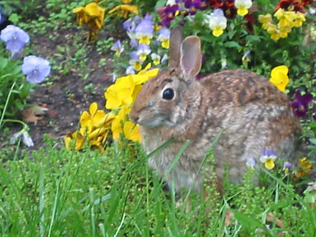 Rabbit in spring flowers, Fairfax, Virginia
