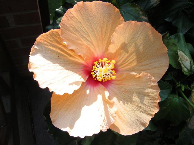 Hibiscus flower, Dunkirk, Maryland