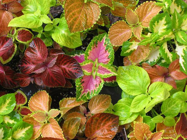 Spring plants, Fairfax, Virginia
