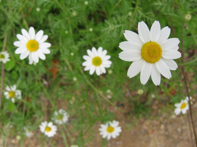 Flowers along the Tow Path, Great Falls, Maryland