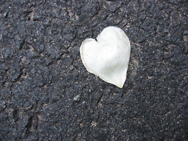 Flower petal on asphalt