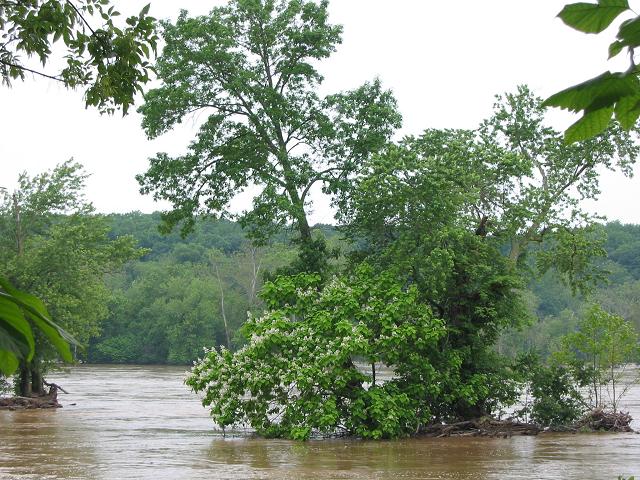 Flooded island, Potomax River from the Tow Path, Great Falls, Maryland