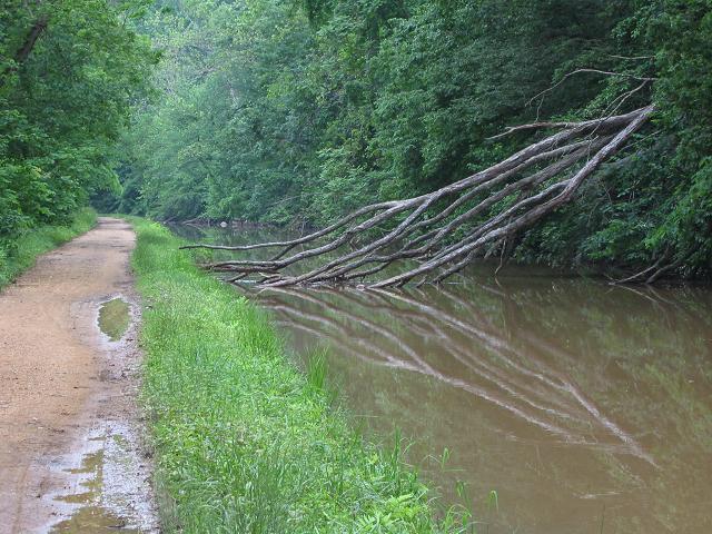 Fallen tree in the canal, Great Falls National Park, Maryland