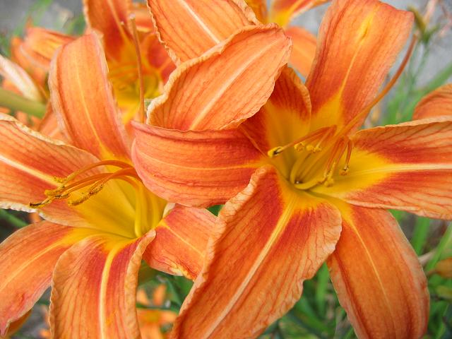 Day lilies