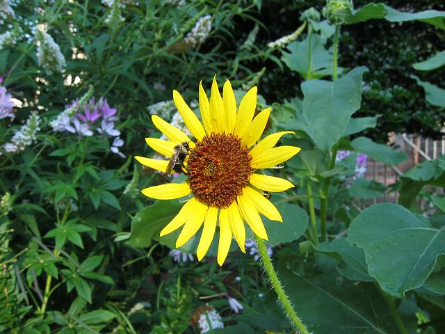 Bees on a flower, Eleanor C. Lawrence Park, Centreville, Virginia