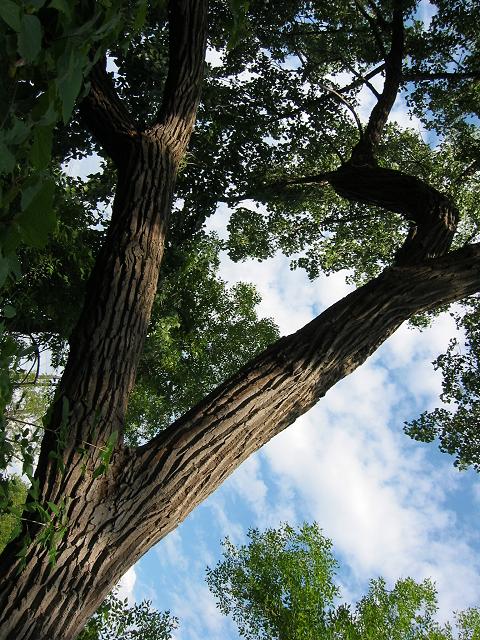 Tree along Lower Trail, Minneapolis, Minnesota