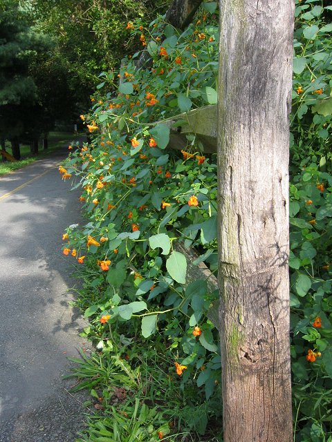 End of WO&D Trail, Purcelville, Virginia