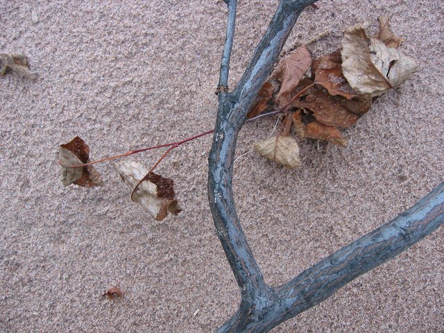 Branch on the sand, Minnesota Point, Lake Superior, Duluth, Minnesota