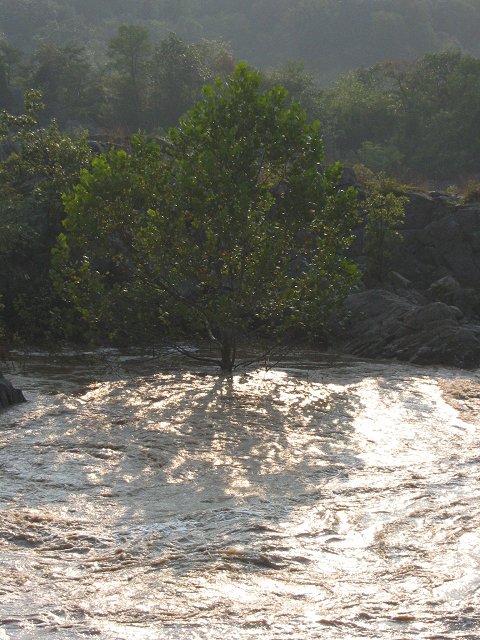Flooding Potomac, after Hurrican Isabel, from Tow Path, Great Falls National Park
