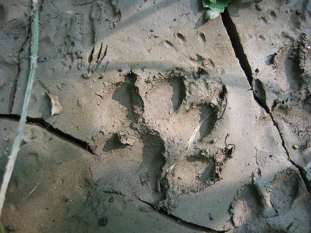 Animal tracks in mud along River Bend Trail, Virigina