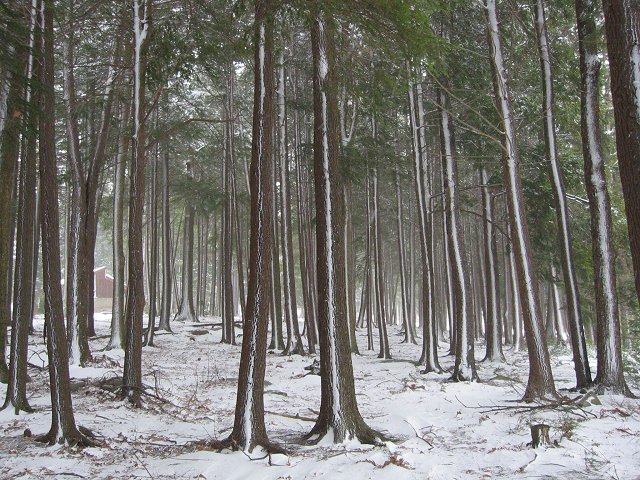 Trees in snowstorm, Deep Creek State Park, Maryland