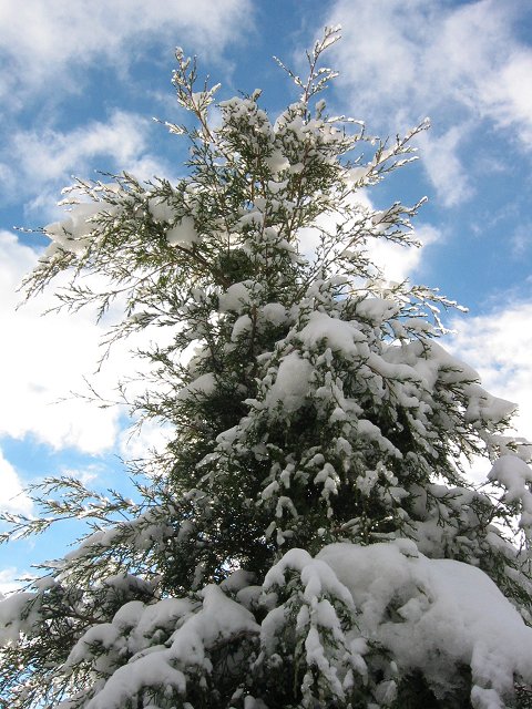 Tree at Creekview Farm, Virginia