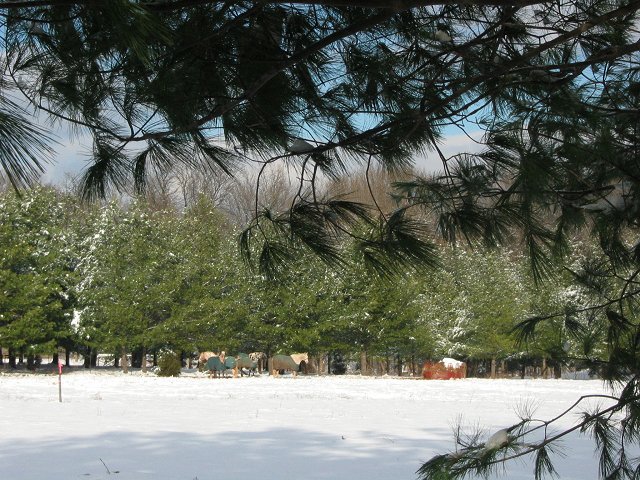 Horse farm in Haymarket, Virginia