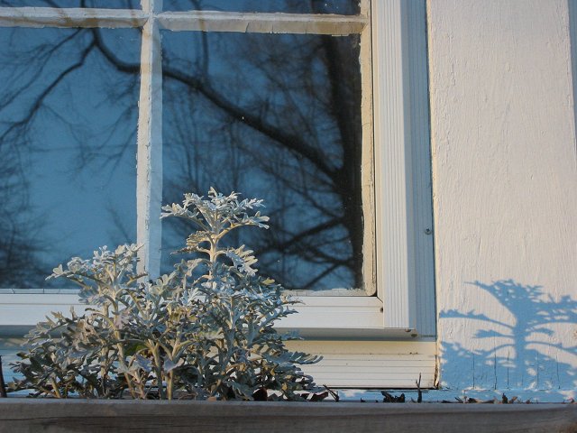 Flower box with winter plants, Lanham, Maryland