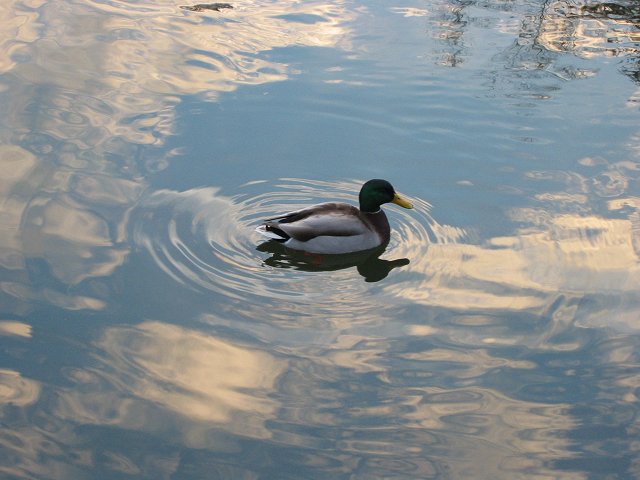 Duck in the canal along the tow path, Great Falls National Park, Maryland
