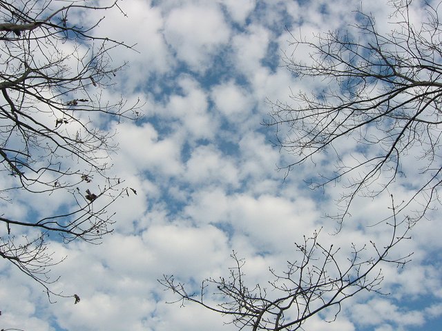 Winter sky with tree tops
