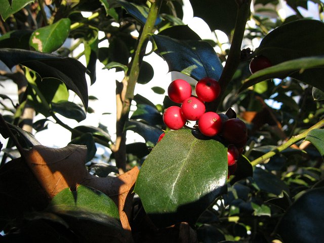 Holly berries in winter afternoon light, Dunkirk, Maryland