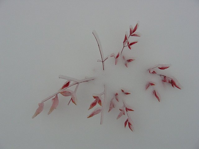 Red leaves in snow, Chantilly, Virginia