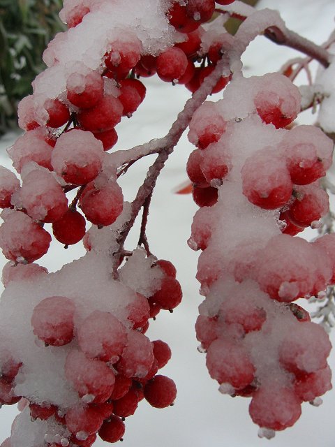 Berries covered in snow and ice, Chantilly, Virginia