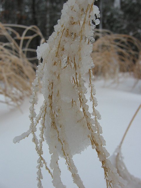 Grasses in snow and ice, Chantilly, Virginia