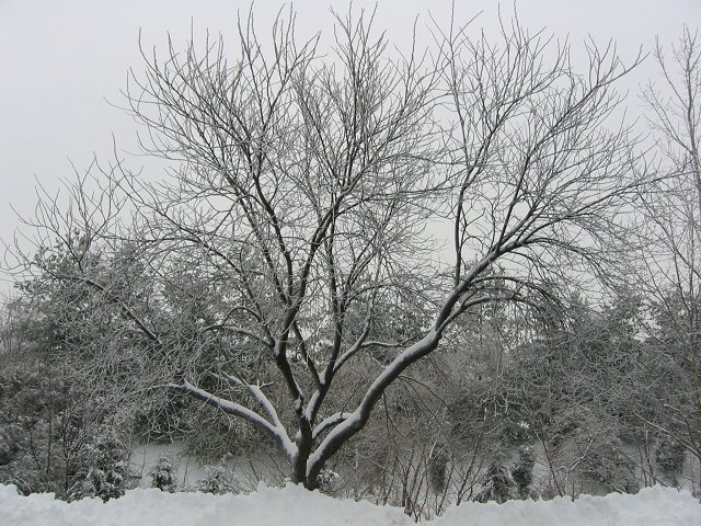 Tree in snow, Chantilly, Virginia