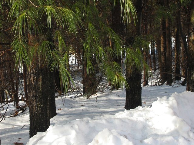 Pine trees and snow, Chantilly, Virginia