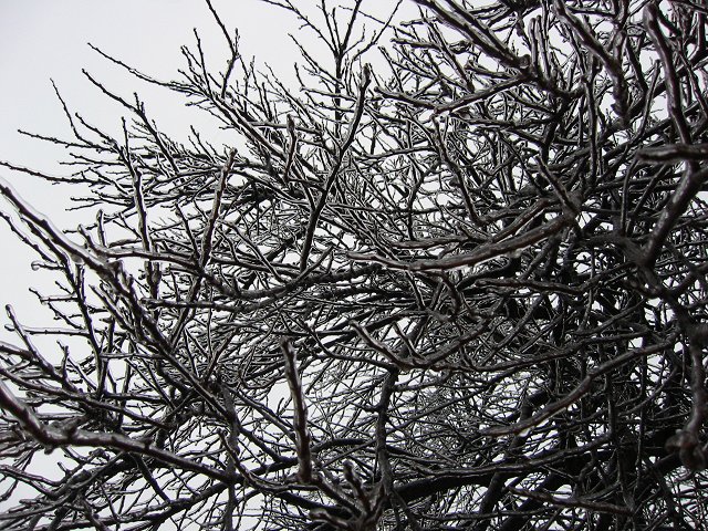 Iced tree branches, Fairfax, Virginia