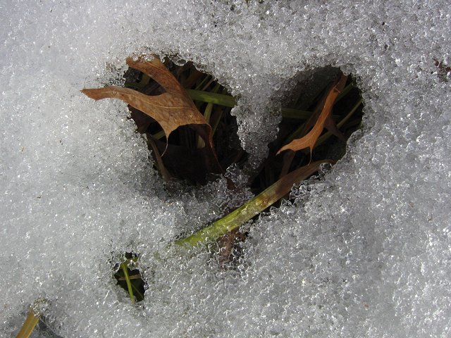 Melting snow on grass, Fairfax, Virginia