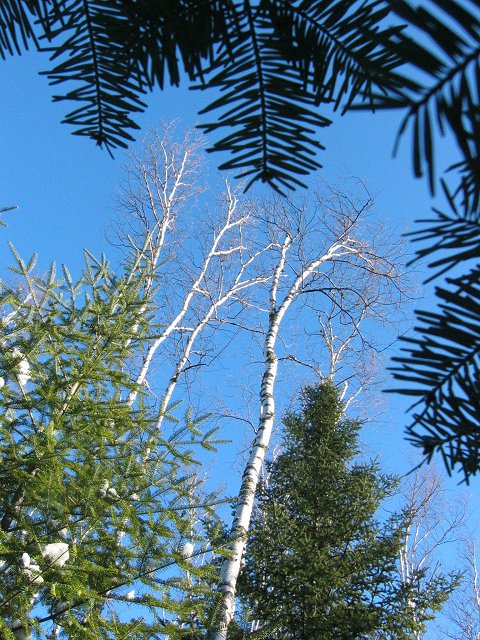 Trees along Korkki Nordic ski trail, Duluth, Minnesota