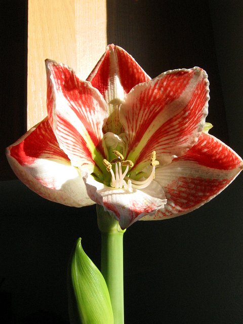 Amaryllis Happiness in morning sun, Duluth, Minnesota