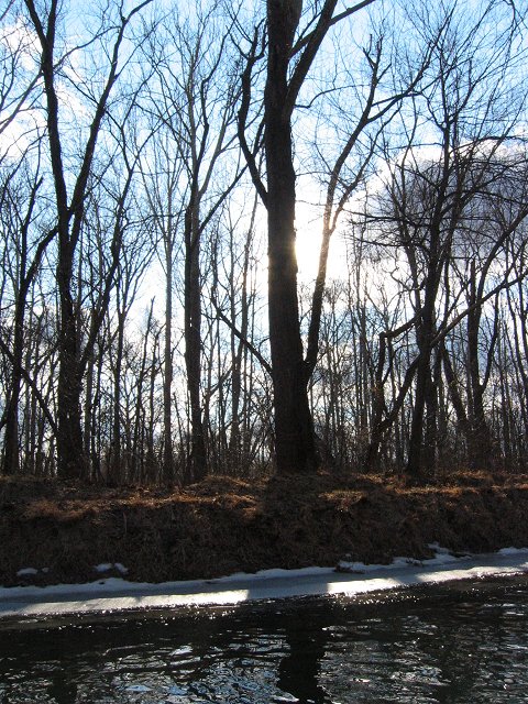 Tree along Potomac River canal, near Swain's Lock, Maryland