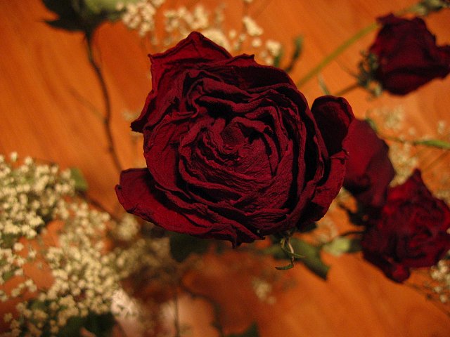 Dried flowers