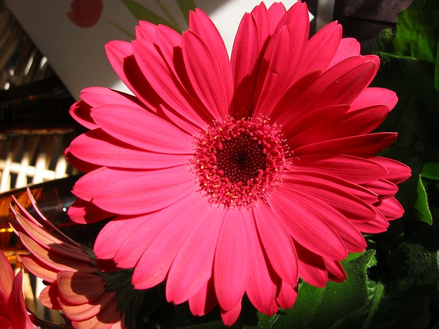 Gerber daisy in morning light