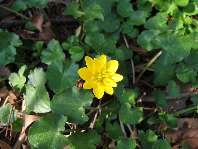 Flower, Mt. Washington, Maryland