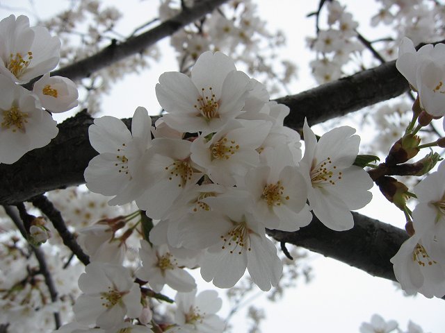 Dogwood flowers, Fairfax, Virginia