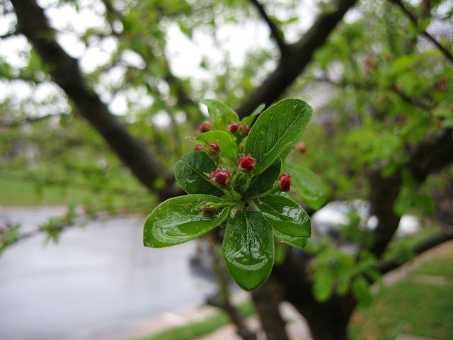 Spring buds, Fairfax, Virginia