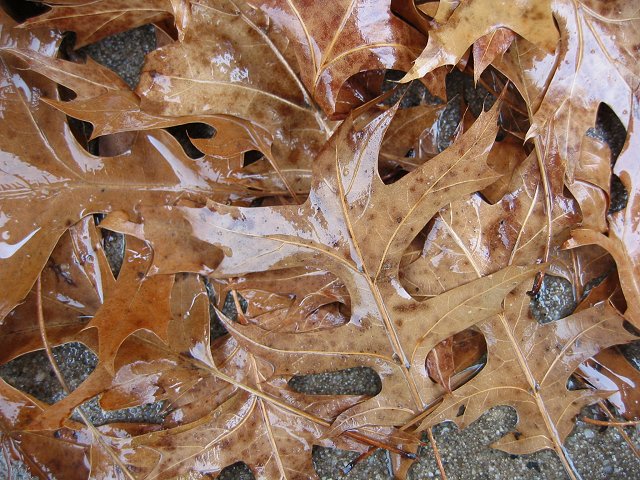 Wet leaves, Fairfax, Virginia